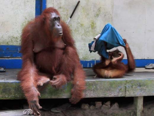 monkey 10